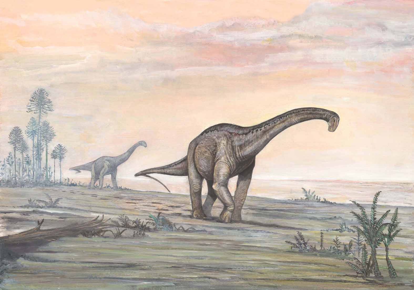 На какой территории жили динозавры. Титанозавр зауропод. Титанозавры титанозавры. Гипселозавр. Динозавры травоядные титанозавр.