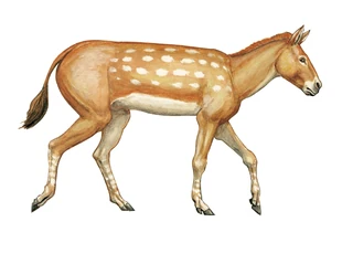 Miohippus Wiki Prehistórico FANDOM powered by Wikia