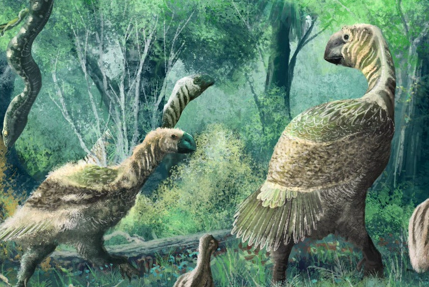 Gastornis Wiki Prehistórico Fandom