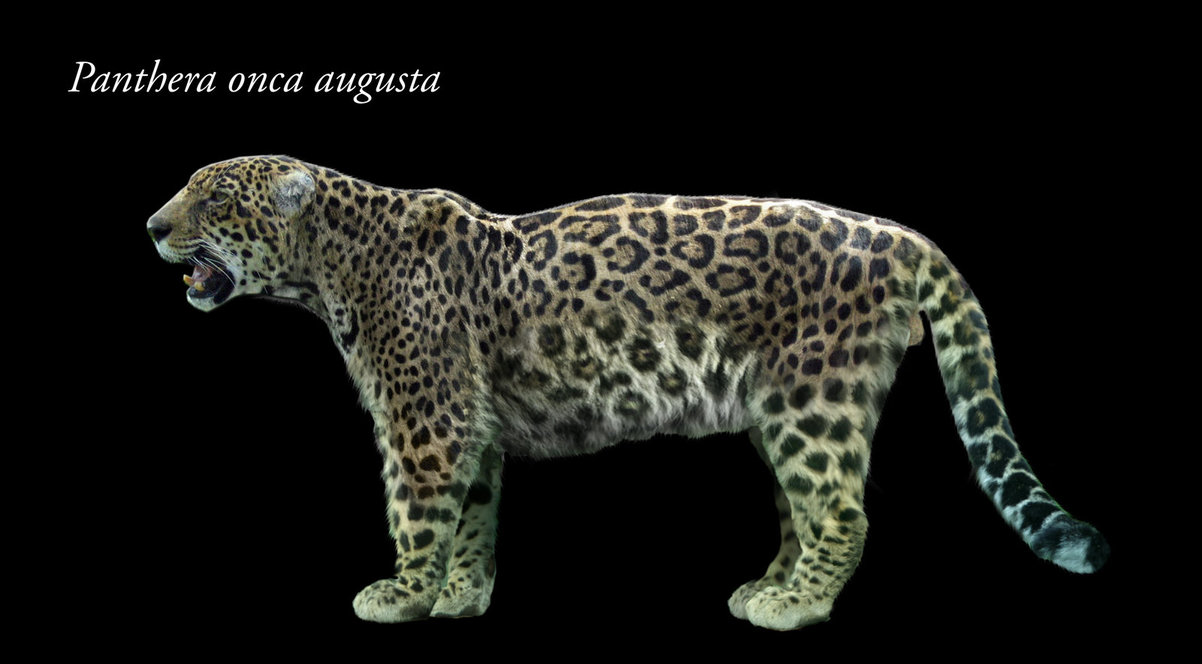 Panthera onca augusta | Wiki Prehistórico | FANDOM powered by Wikia