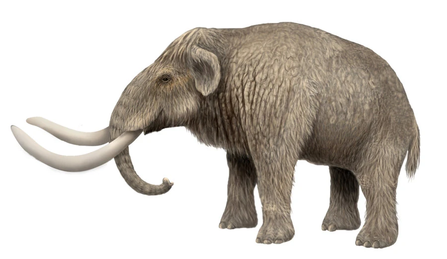 Mammuthus exilis Wiki Prehistórico FANDOM powered by Wikia