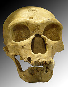 220px-Homo sapiens neanderthalensis