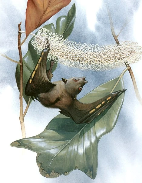 Nyctimene sanctacrucis Wiki Prehistórico Fandom