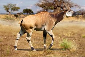 Bramatherium