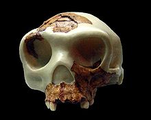 220px-Homo antecessor reconstruccion