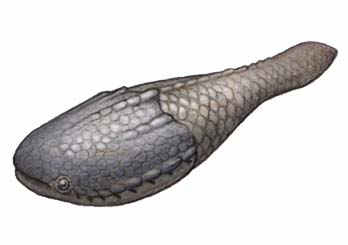 Astraspis
