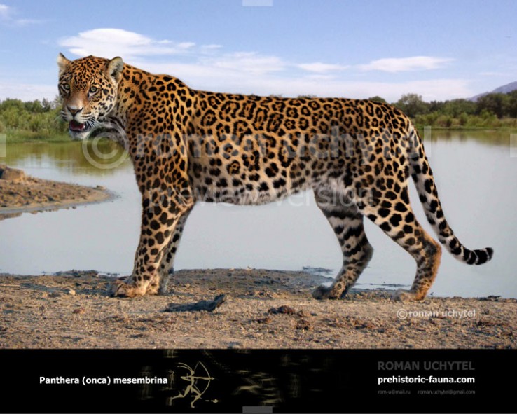 Panthera onca mesembrina | Wiki Prehistórico | FANDOM powered by Wikia