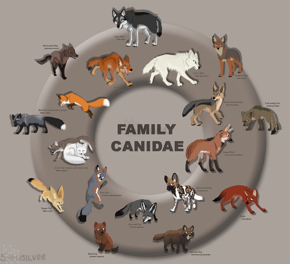 Canidae Wiki Prehist rico FANDOM Powered By Wikia canidae-wiki-prehist-rico-fandom-powered-by-wikia