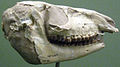120px-Mesohippus Bairdii