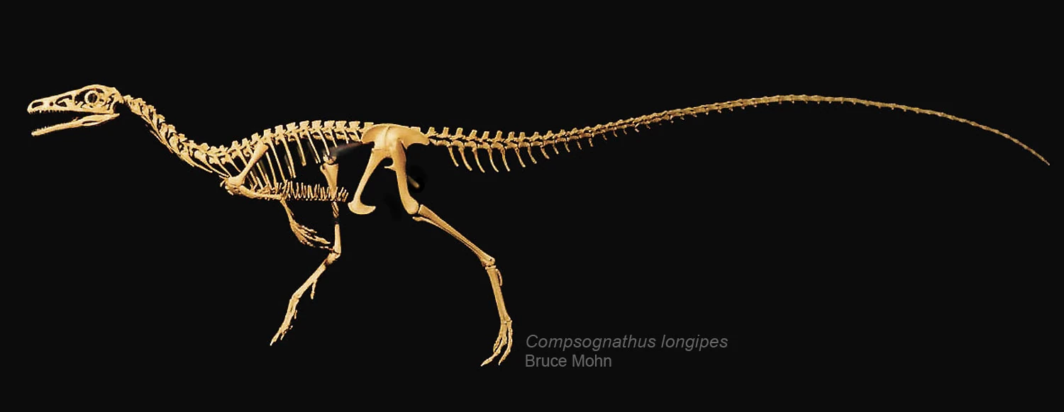 Imagen - Compsognathus-skeleton-Bruce-Mohn-1500.jpg | Wiki Prehistórico