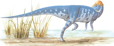 Tylocephale