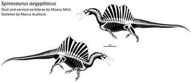 Spinosaurus skeletal by thedinorocker-d8hxlv2