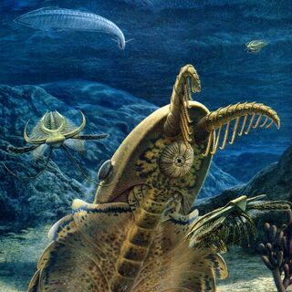 Anomalocaris | Wiki Prehistórico | FANDOM powered by Wikia
