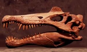 Spinosaurus Skull