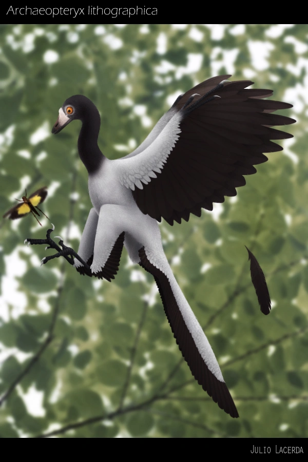 Archaeopteryx Wiki Prehistórico FANDOM powered by Wikia
