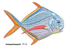 Bobasatrania canadDB