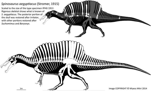 Archivo:Spinosaurus revised by miyess-d7x9vrl.jpg