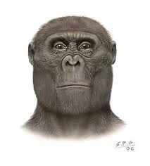 Картинки по запросу australopithecus aethiopicus