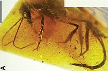 220px-ZooKeys-204-001-g010 Alavaraphidia imperterrita A