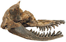 Acrophyseter deinodon skull