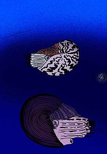 Hoko River Nautilids