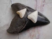 Diente-megalodon-tiburon-blanco
