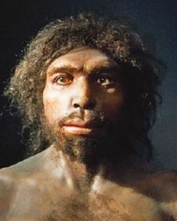 Homo antecessor | Wiki Prehistórico | Fandom