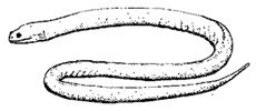 Ophiderpeton