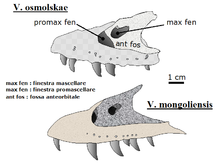 220px-Velociraptor osmolenskkae-mongoliensis skull