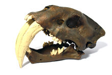 Smilodon-0