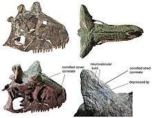 220px-Carnotaurus skull