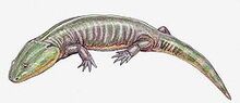 250px-Apachesaurus1DB