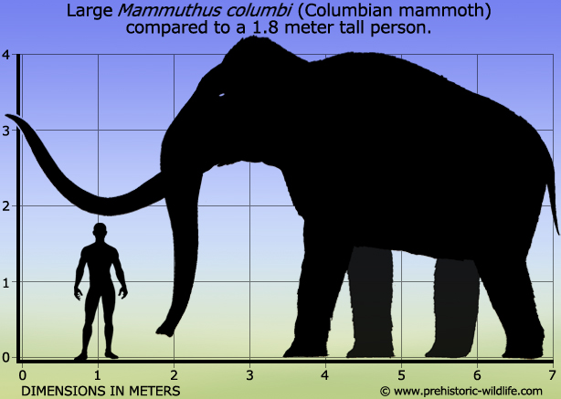 Imagen - Mammuthus-columbi-columbian-mammoth-size.jpg | Wiki ...