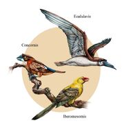 Ocells ibèrics