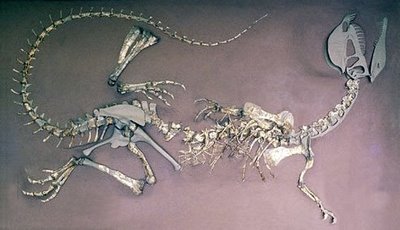 Dilophosaurus esqueleto