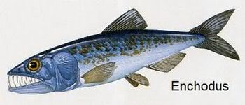 Enchodus