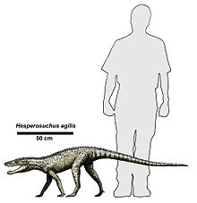 220px-Hesperosuchus