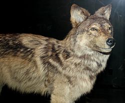 250px-Stuffed Newfoundland wolf