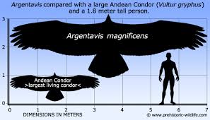 Argentavisscale