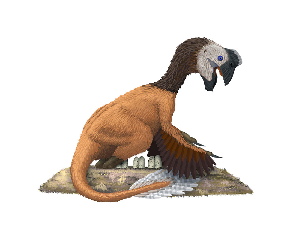 Oviraptor Wiki Prehist rico Fandom Oviraptor Wiki Prehist rico Fandom
