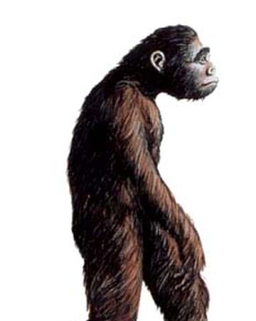 Resultado de imagen de australopithecus