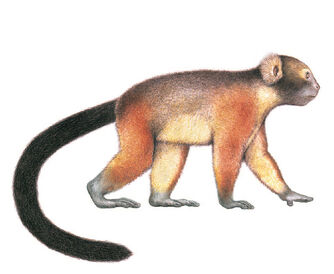 monkey jamaican monkeys jamaica extinct research zoological society london primates