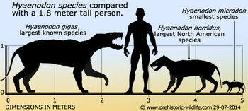 Hyaenodon-size