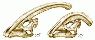 Parasaurolophus skulls