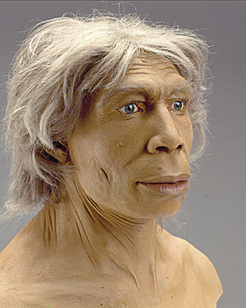 Homo neanderthalensis | Wiki Prehistórico | Fandom