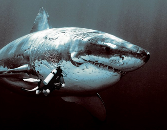 Megalodon 2