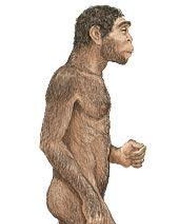 Homo Erectus Wiki Prehistorico Fandom