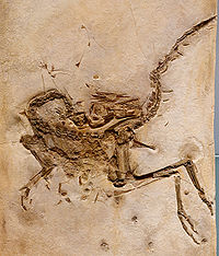 Compsognathus longipes-0