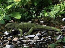 Gephyrosaurus NT small