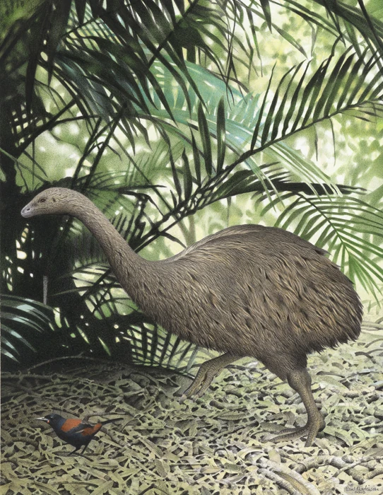 Anomalopteryx Wiki Prehistórico FANDOM powered by Wikia